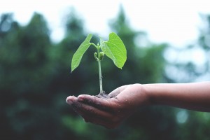 agriculture-growth-hand-1072824