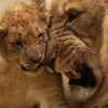 lion-animal-predator-big-cat-40803