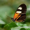 heliconius-melpomene-butterfly-exotic-62613