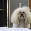 DALL·E 2022-09-29 13.30.03 - photo of a dog that looks like albert einstein in an office