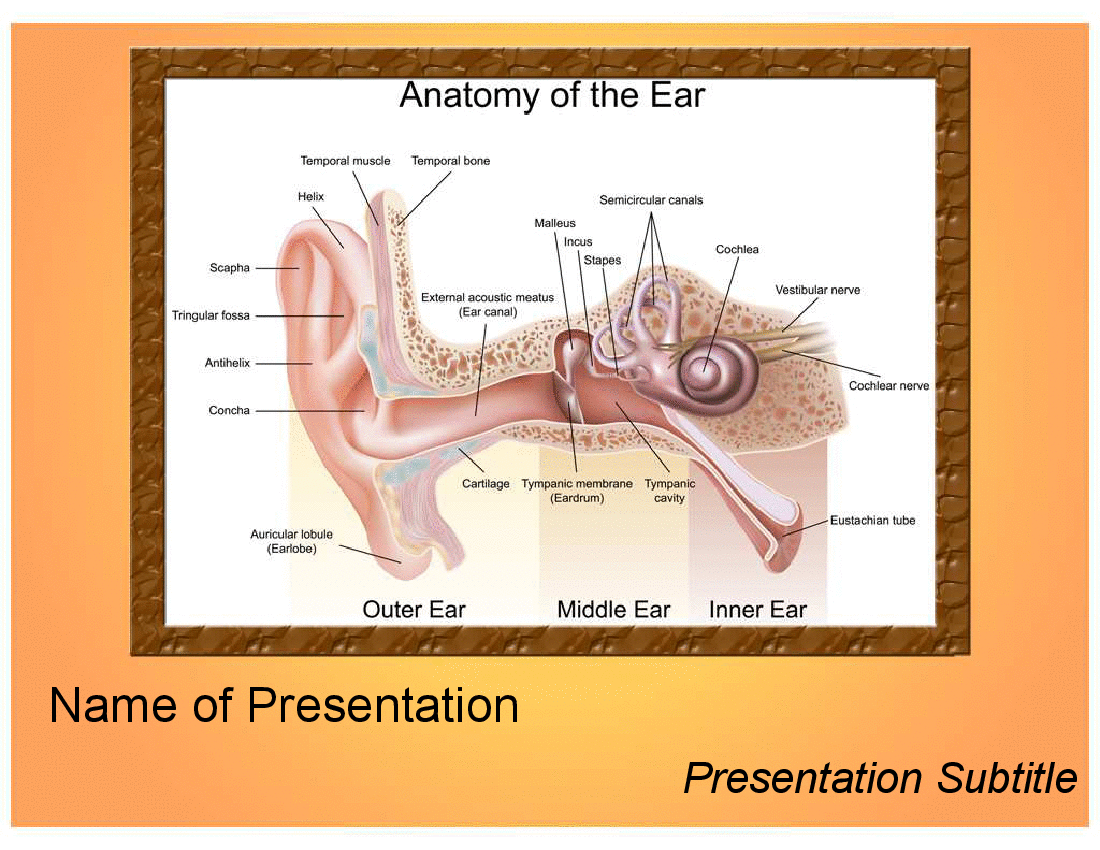 Ear Anatomy PPT Templates
