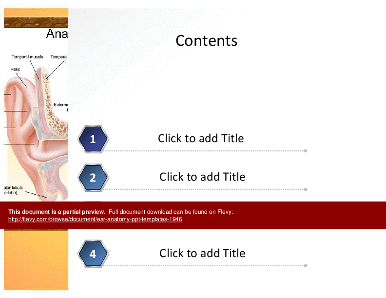 Ear Anatomy PPT Templates (21-slide PPT PowerPoint presentation (PPT)) Preview Image
