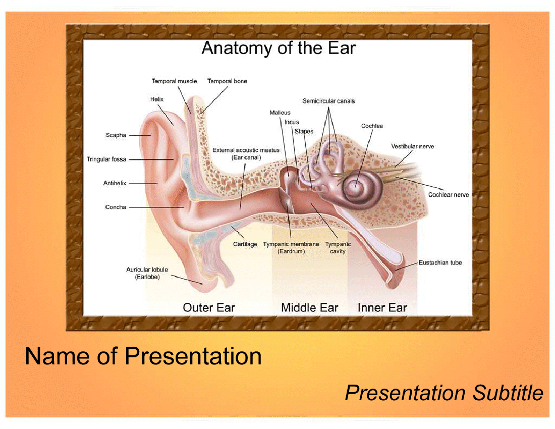 This is a partial preview of Anatomy of the Ear PPT Template (21-slide PowerPoint presentation (PPT)). Full document is 21 slides. 