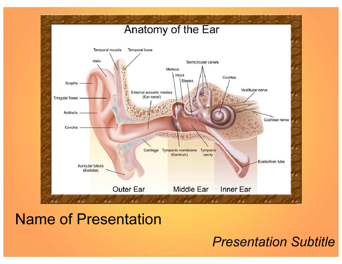 anatomy of ear slideshare